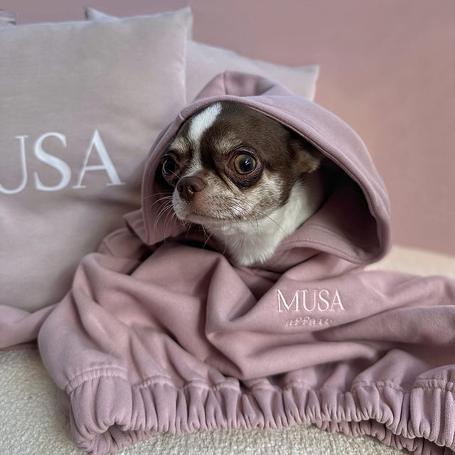 Dog in a comfy pink tracksuit aesthetic